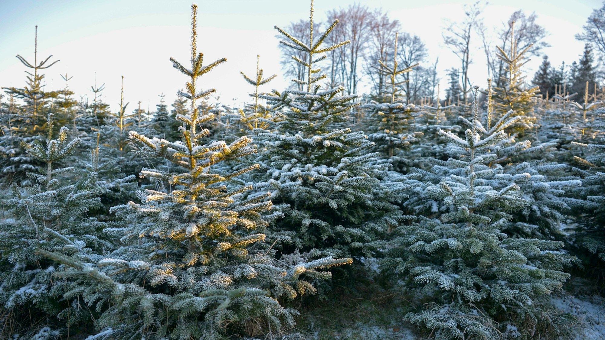Eine Weihnachtsbaumzüchtung in Engelskirchen.