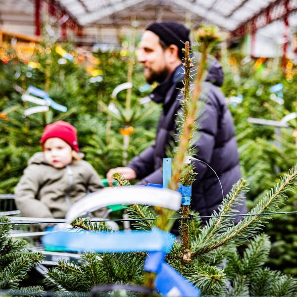 Weihnachtsbaumverkauf im Gartencenter Dingers.