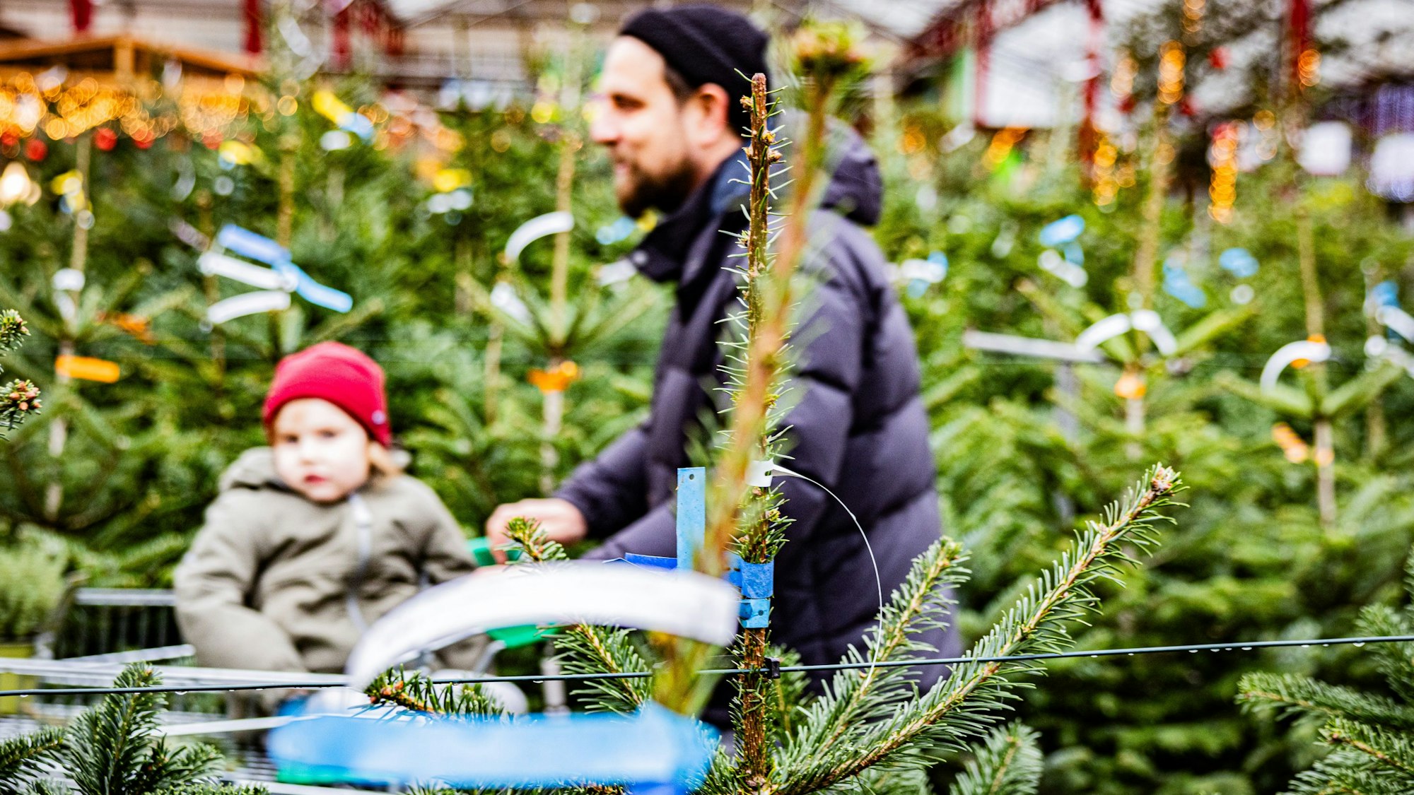 Weihnachtsbaumverkauf im Gartencenter Dingers.