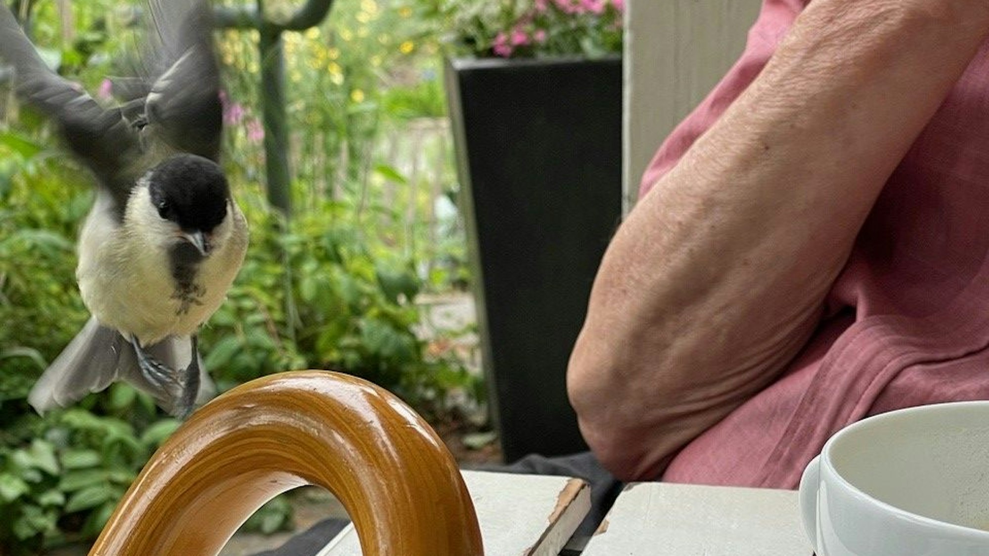 Ein Vogel fliegt auf einen Kaffeetisch zu.