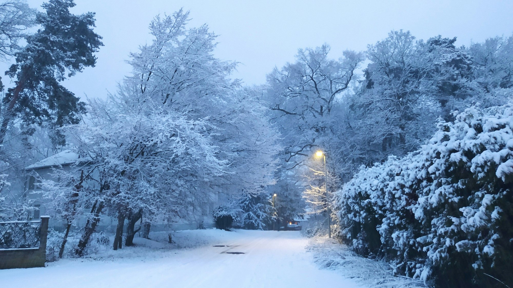 Ein schneebedeckter Wald.