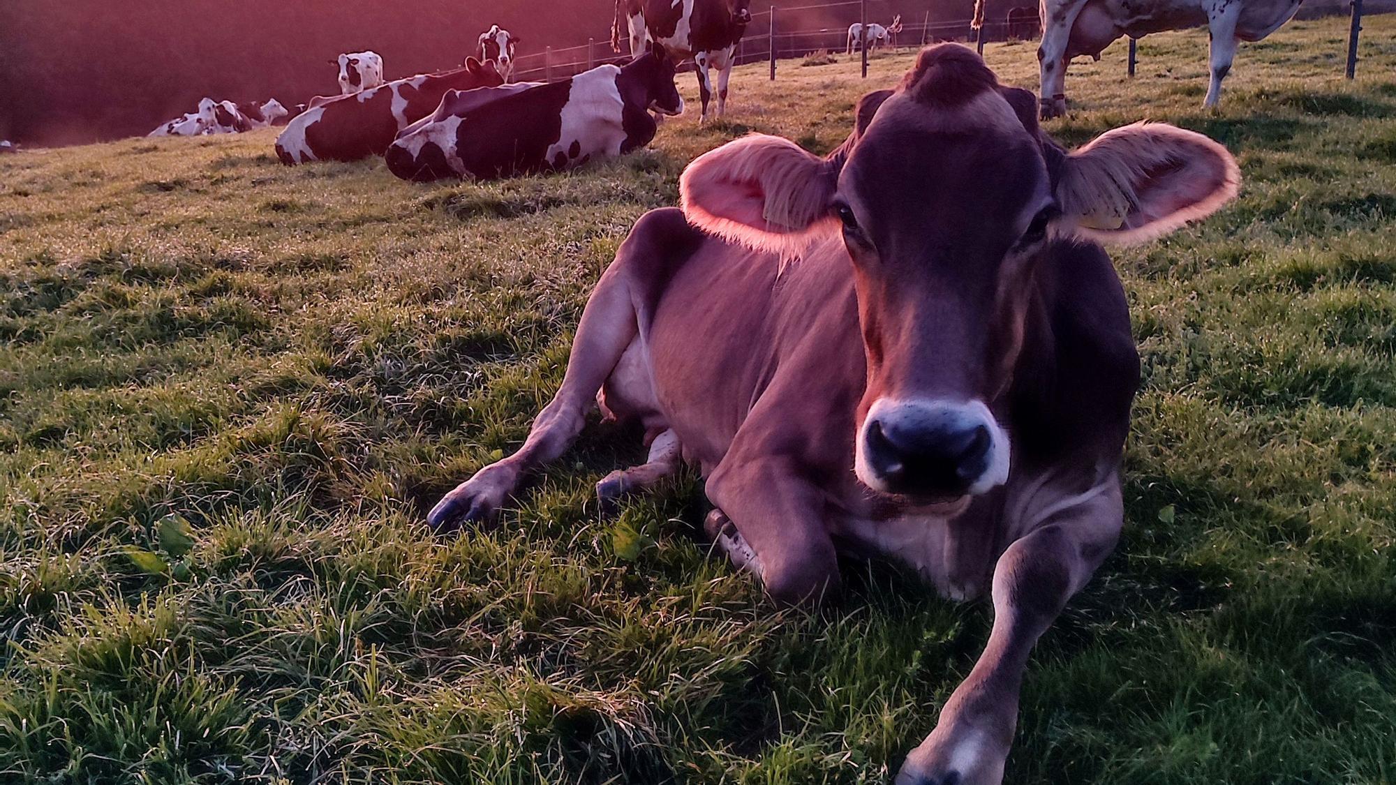 Eine Kuh liegt beim Sonnenaufgang auf einer Wiese.