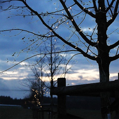 In der Abenddämmerung sind die Lichterketten in den Gedenkbäumen für die Opfer der Flutkatastrophe in NRW zu erkennen.