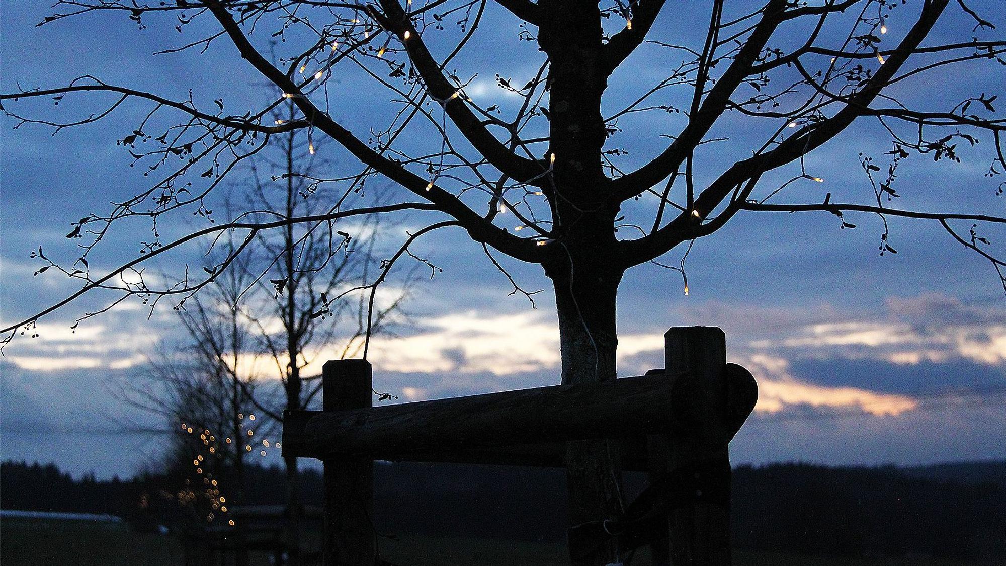 In der Abenddämmerung sind die Lichterketten in den Gedenkbäumen für die Opfer der Flutkatastrophe in NRW zu erkennen.