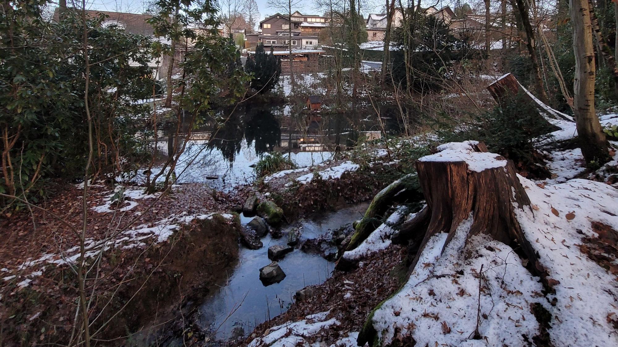 In Waldbröl soll der Wiedenhofpark neugestaltet und zu einem Lernort unter freiem Himmel umgestaltet werden. Tätig werden muss dort aber auch der Aggerverband, da der Zu- und der Ablauf des Wiedenhofbachs neugemacht werden müssen. Unser Foto zeigt einen Teil des Teiches sowie den Abfluss des Baches.