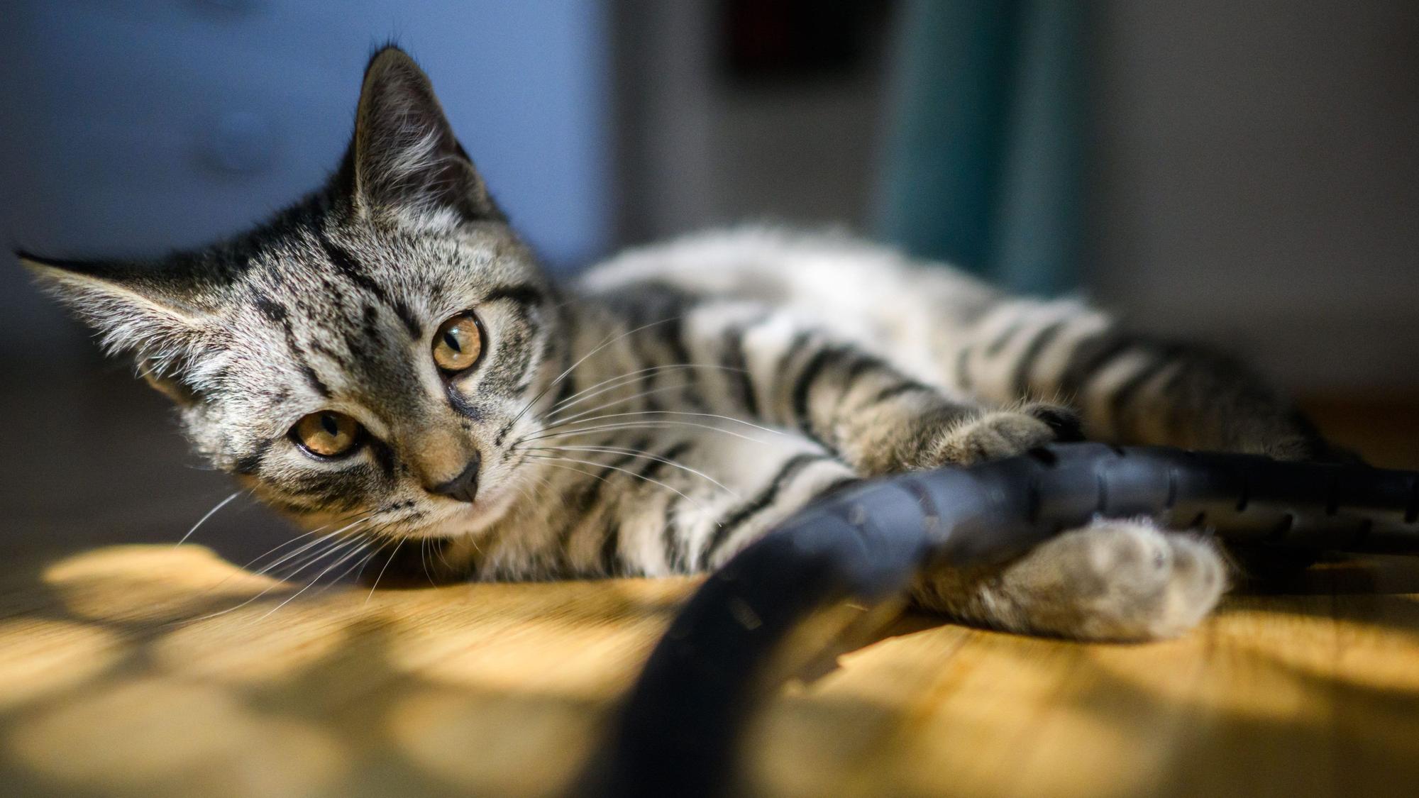 Ein junge Katze spielt in einer Wohnung.