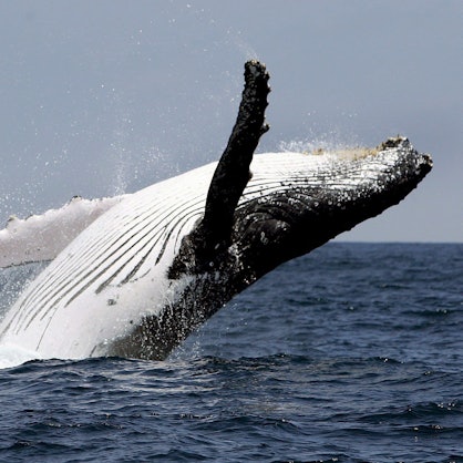 Buckelwal springt vor der Küste aus dem Wasser.