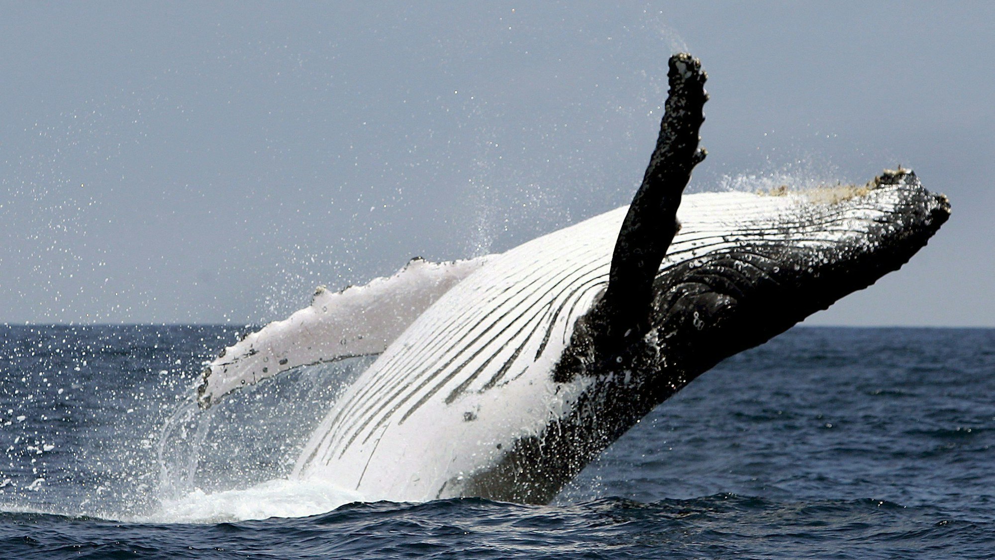 Buckelwal springt vor der Küste aus dem Wasser.