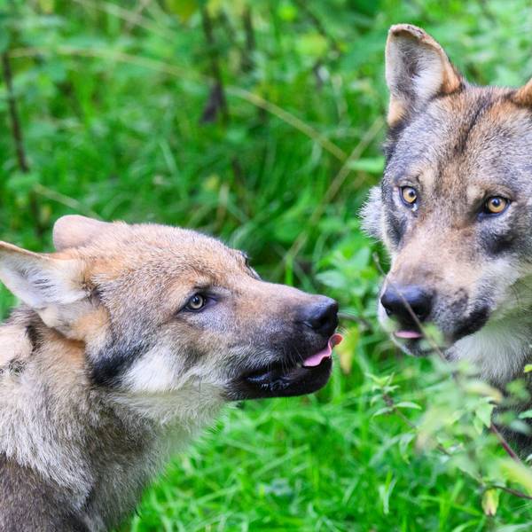 Ein junger Wolf steht mit einem Elternteil im Gehege im Wisentgehege Springe.