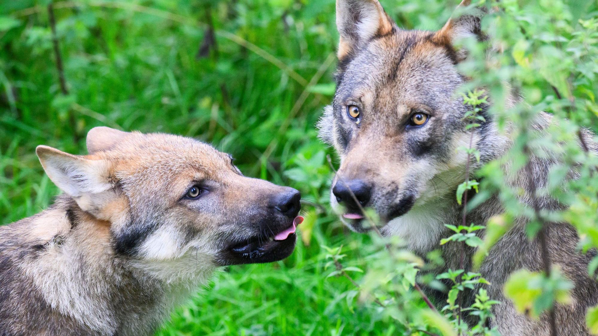 Ein junger Wolf steht mit einem Elternteil im Gehege im Wisentgehege Springe.
