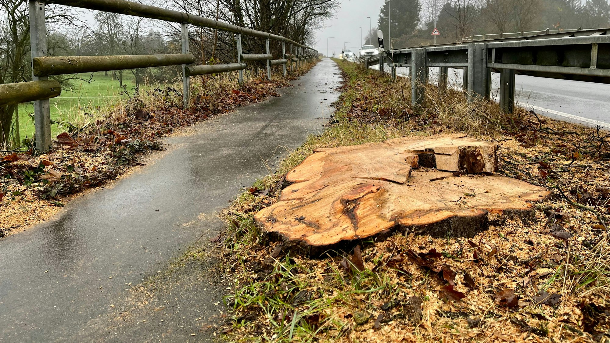 Die Baumscheibe eines frisch gefällten Ahorns steht neben dem Straßerhof.
