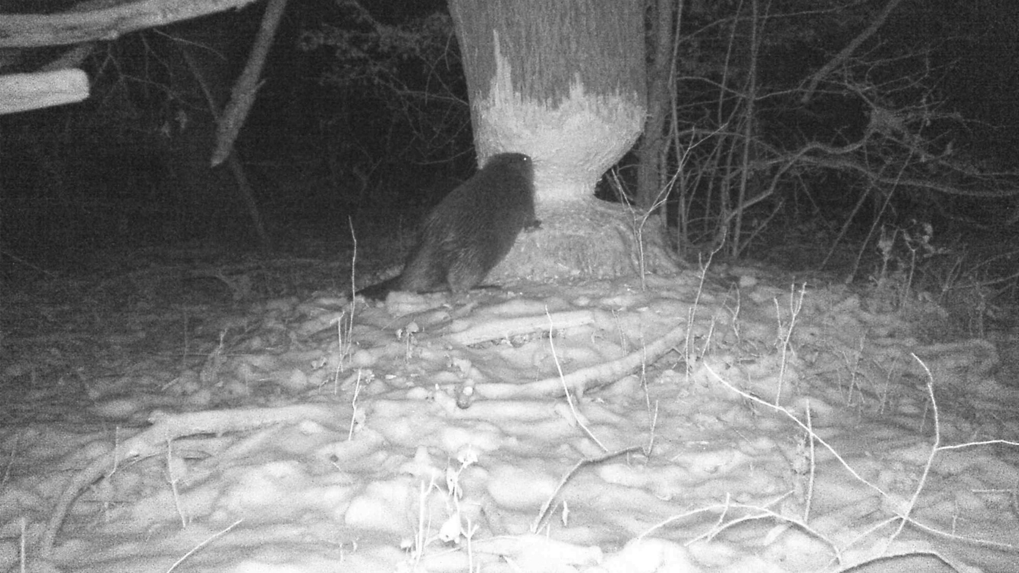 Biber in Rösrath bei der Arbeit - Foto einer Wildkamera bei Nacht