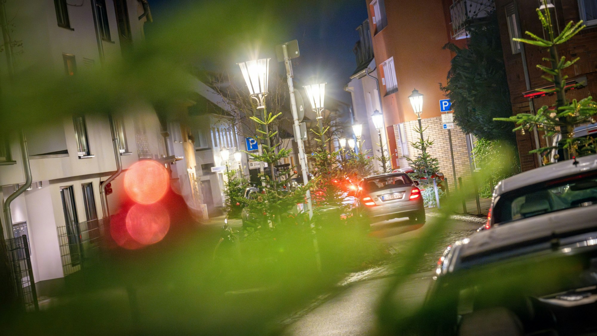 Weihnachtsbäume in der Lengsdorfer Hauptstraße