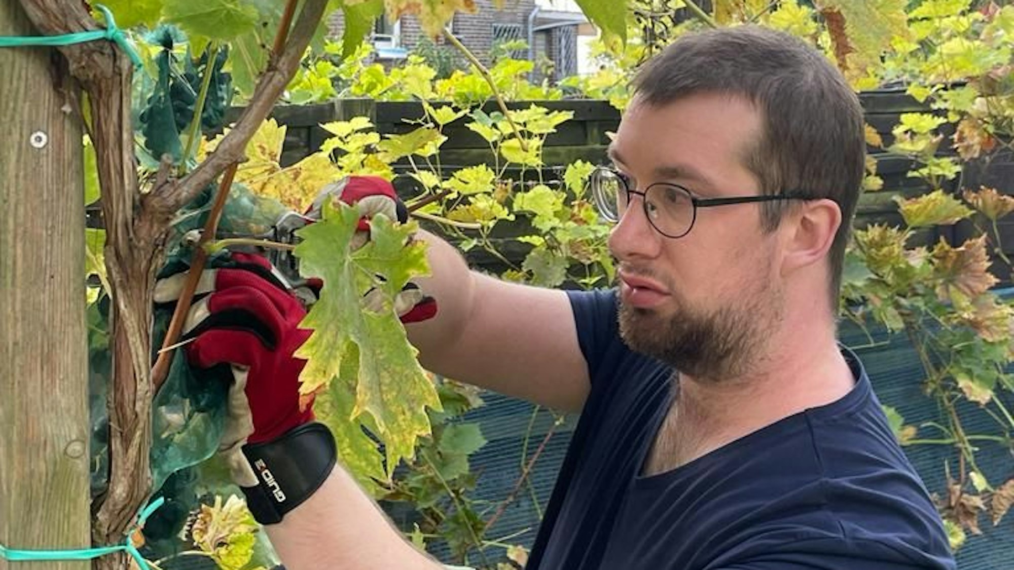 Zu sehen ist ein junger Mann, der Weinreben schneidet.