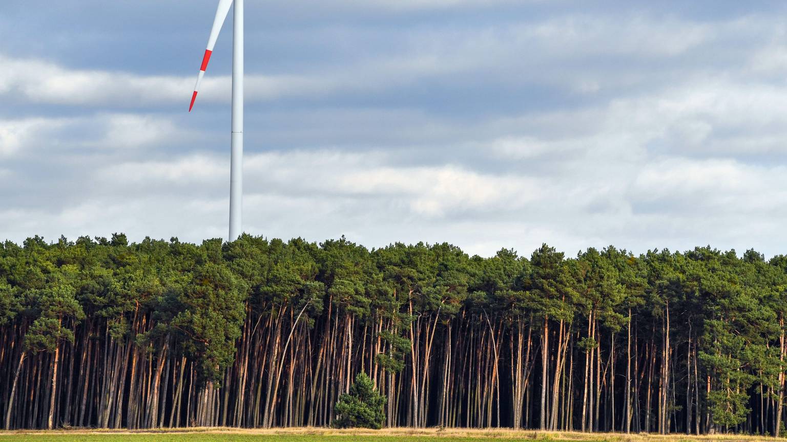 Eine Windenergieanlage steht in einem Wald