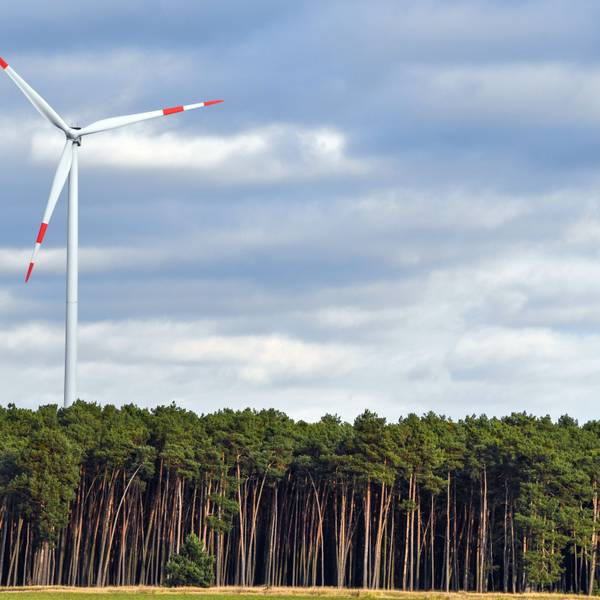 Eine Windenergieanlage steht in einem Wald