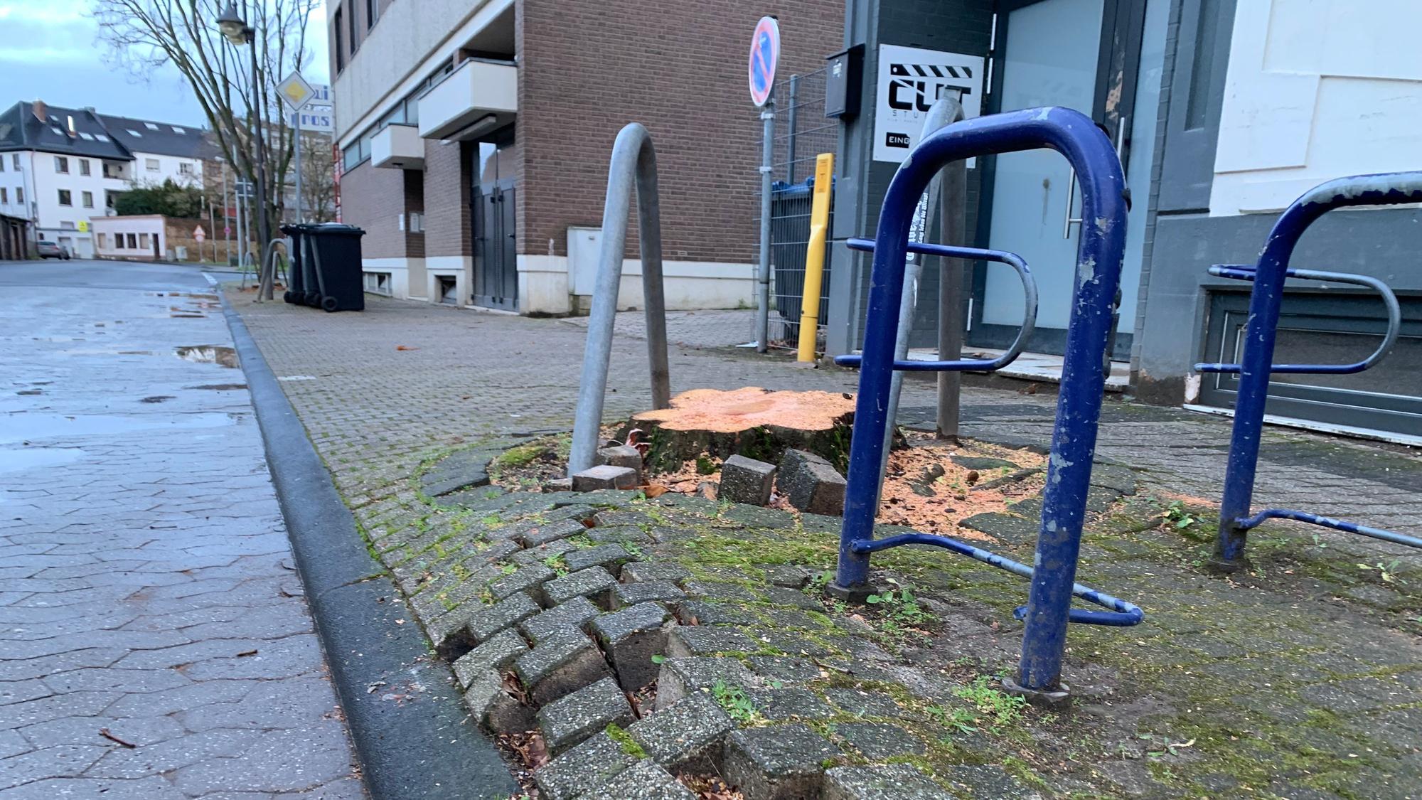 Das Bild zeigt einen Baumstumpf und daneben Pflastersteine, die von den Wurzeln angehoben worden waren.