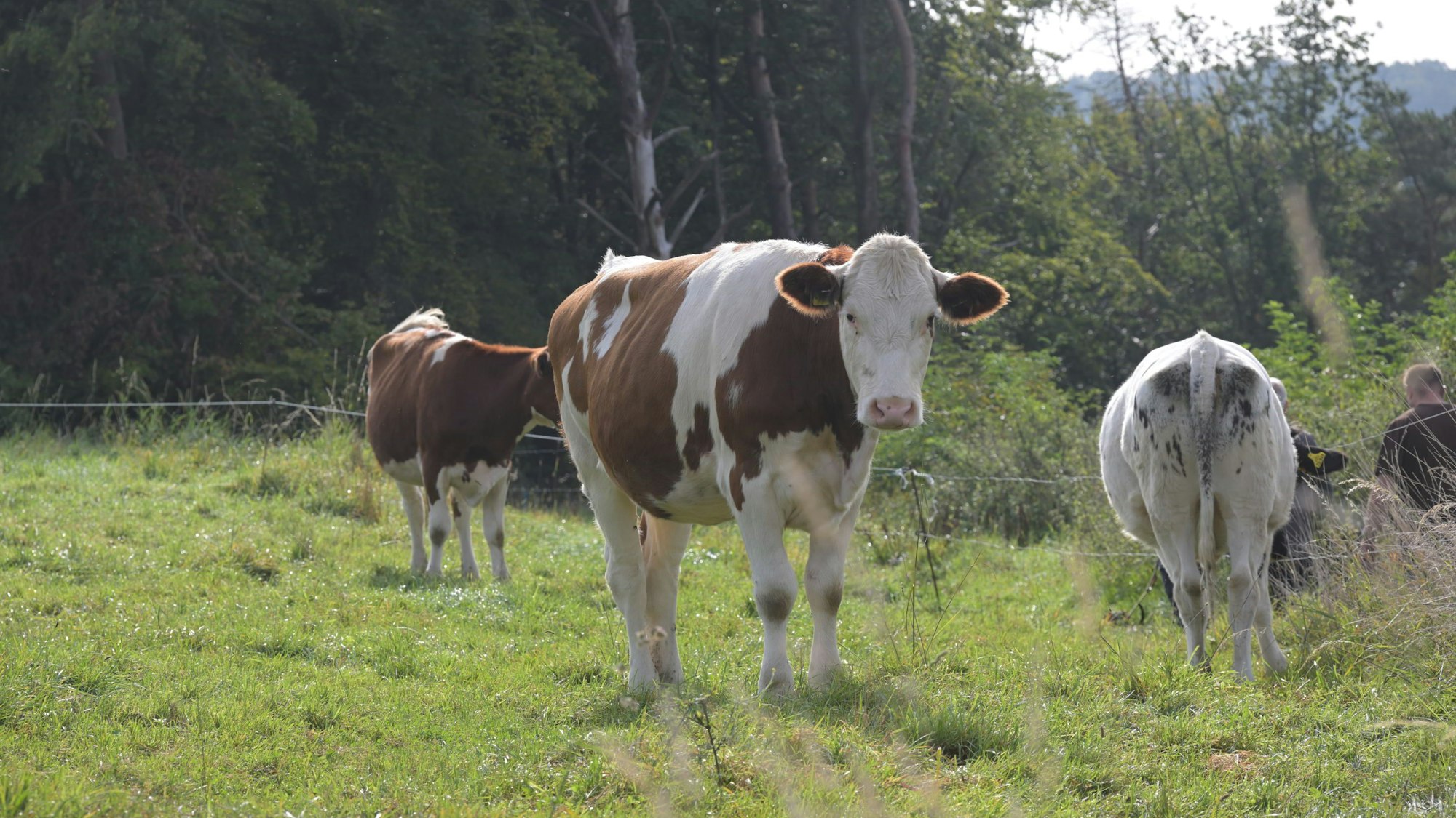 Aufmerksam betrachtet eine weiß-braun gefleckte Kuh den Fotografen.