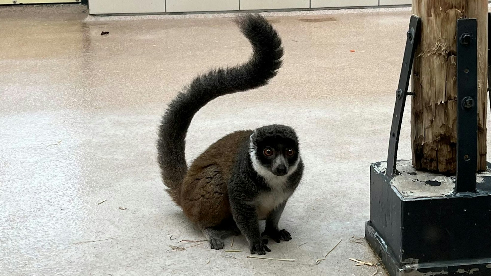 13,12.2023; Mongozmakis im Madagaskarhaus