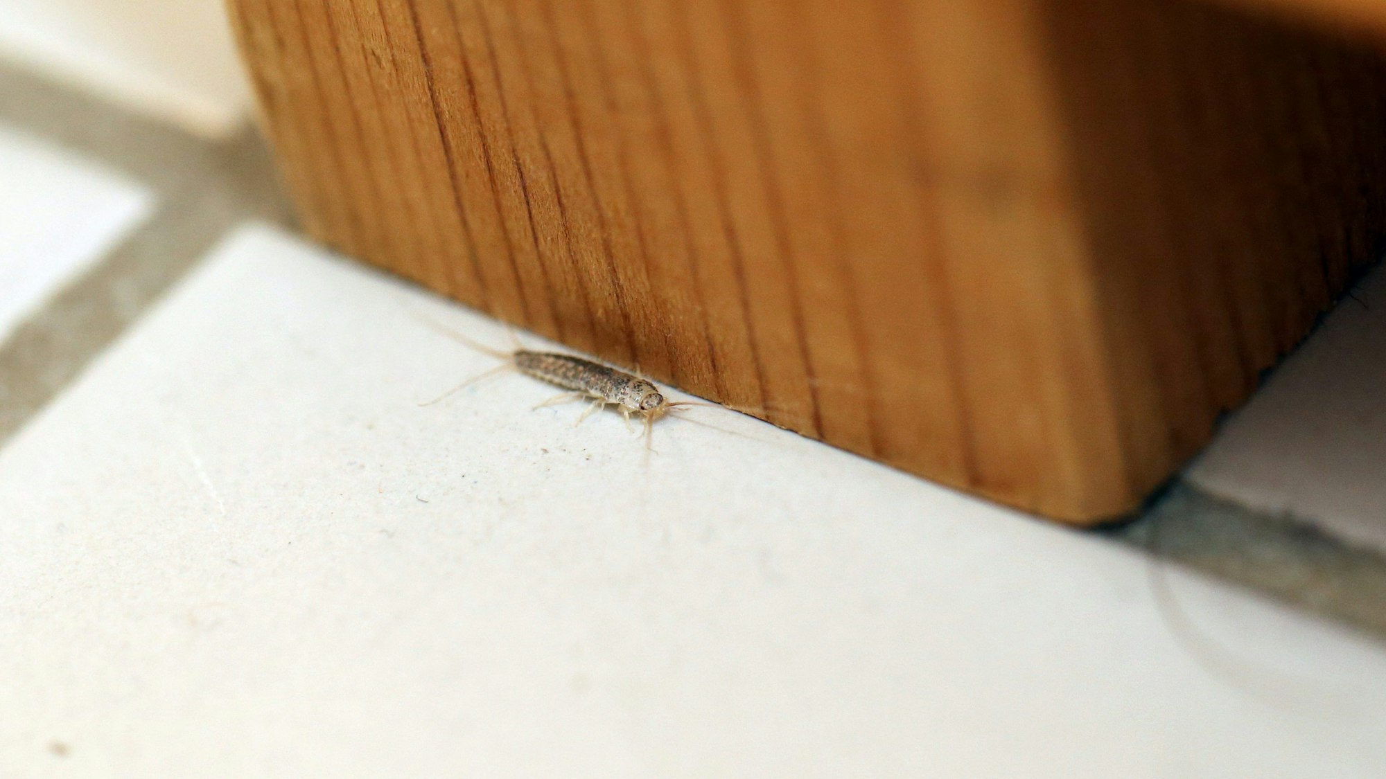 ARCHIV - Ein Silberfischchen läuft im Bad über die Fliesen.