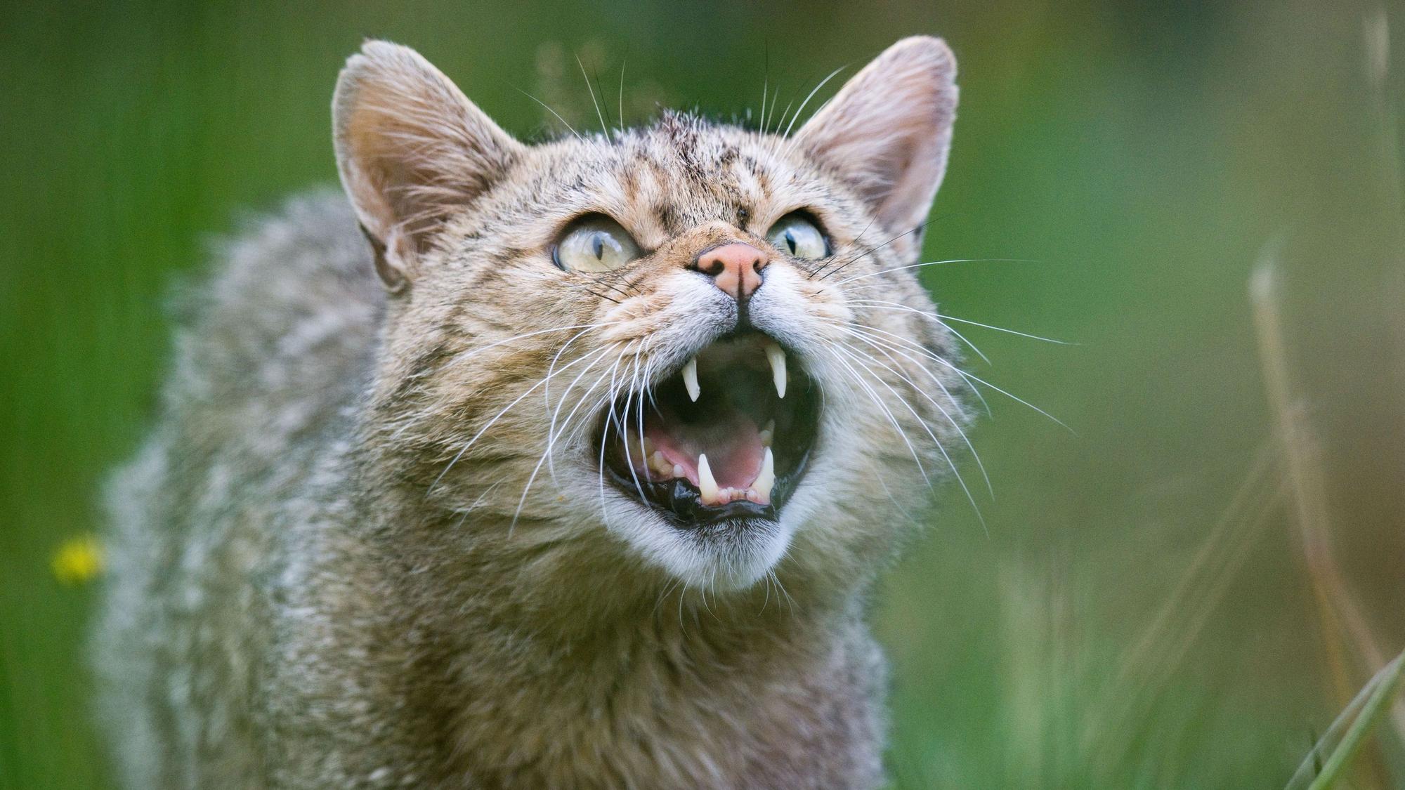 Eine Wildkatze (Felis silvestris) zeigt Zähne im Wildkatzengehege vom NABU Niedersachsen im Harz. Am 8. August ist Weltkatzentag.