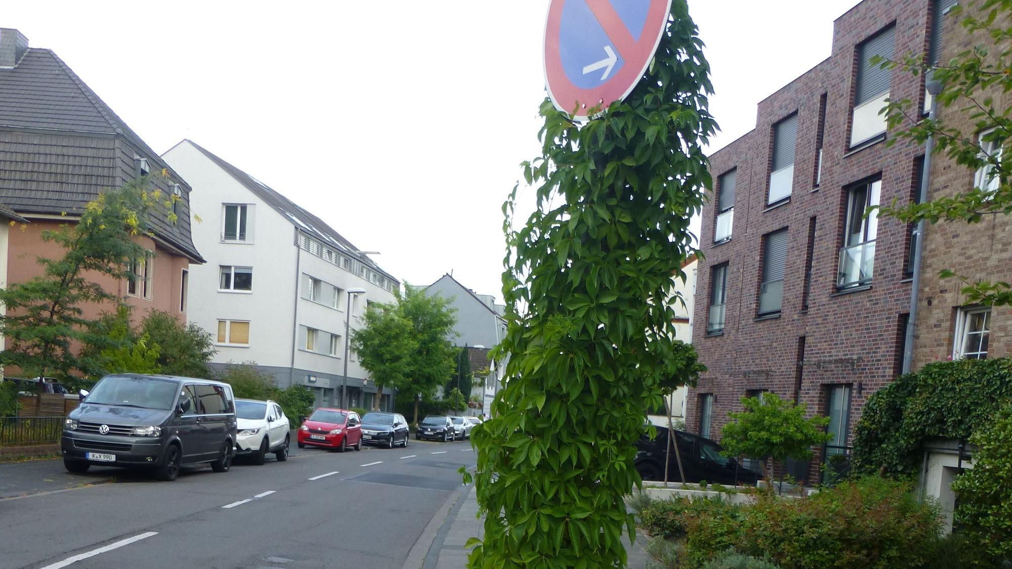 Wilder Wein wächst an einem Verkehrsschild an einer Straße in Sürth.