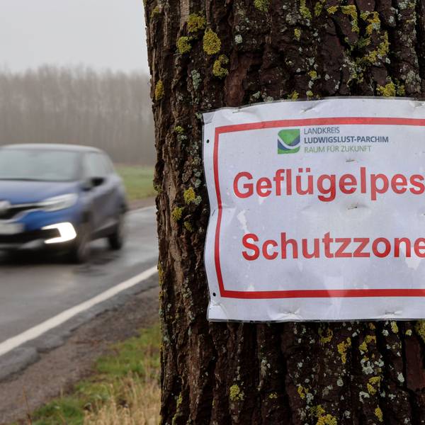 In der Nähe eines Putenmastbetriebes in der Gemeinde Lewitzrand, der in diesem Jahr bereits zwei Mal von einem Vogelgrippe-Ausbruch betroffen war, warnt ein Aushang des Landkreises "Geflügelpest Schutzzone".