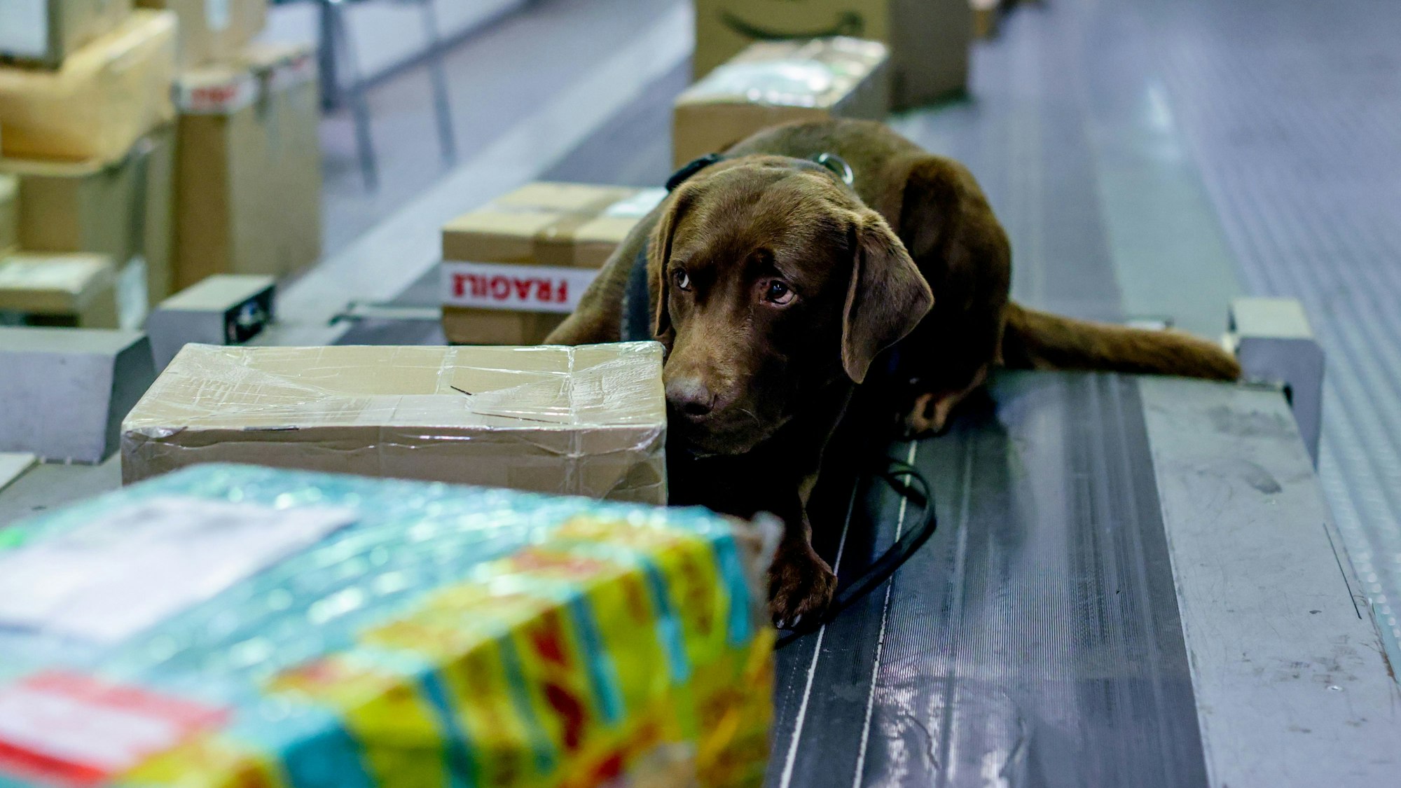 Auf einem Paketband liegen verschiedene Kartons. Mit auf dem Band liegt ein brauner Hund, der an den Kartons schnüffelt.