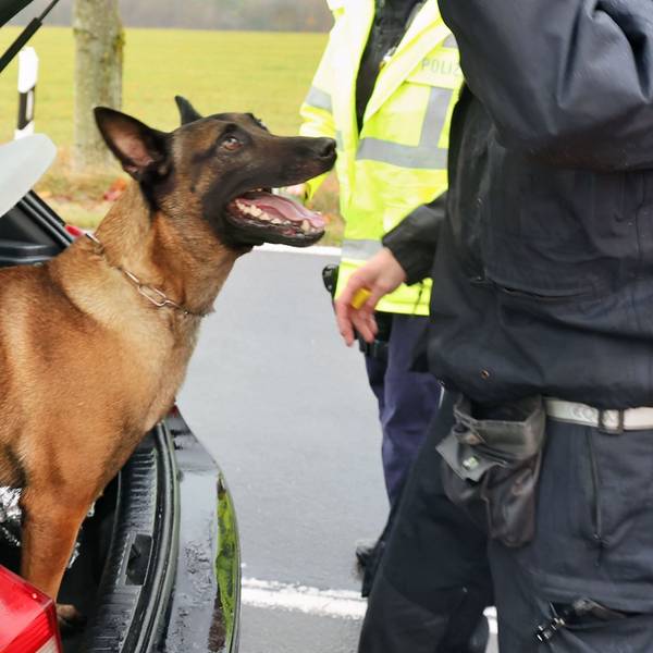 Das Bild zeigt Polizeihund „Mats“, wie er aus einem Polizeiwagen schaut.