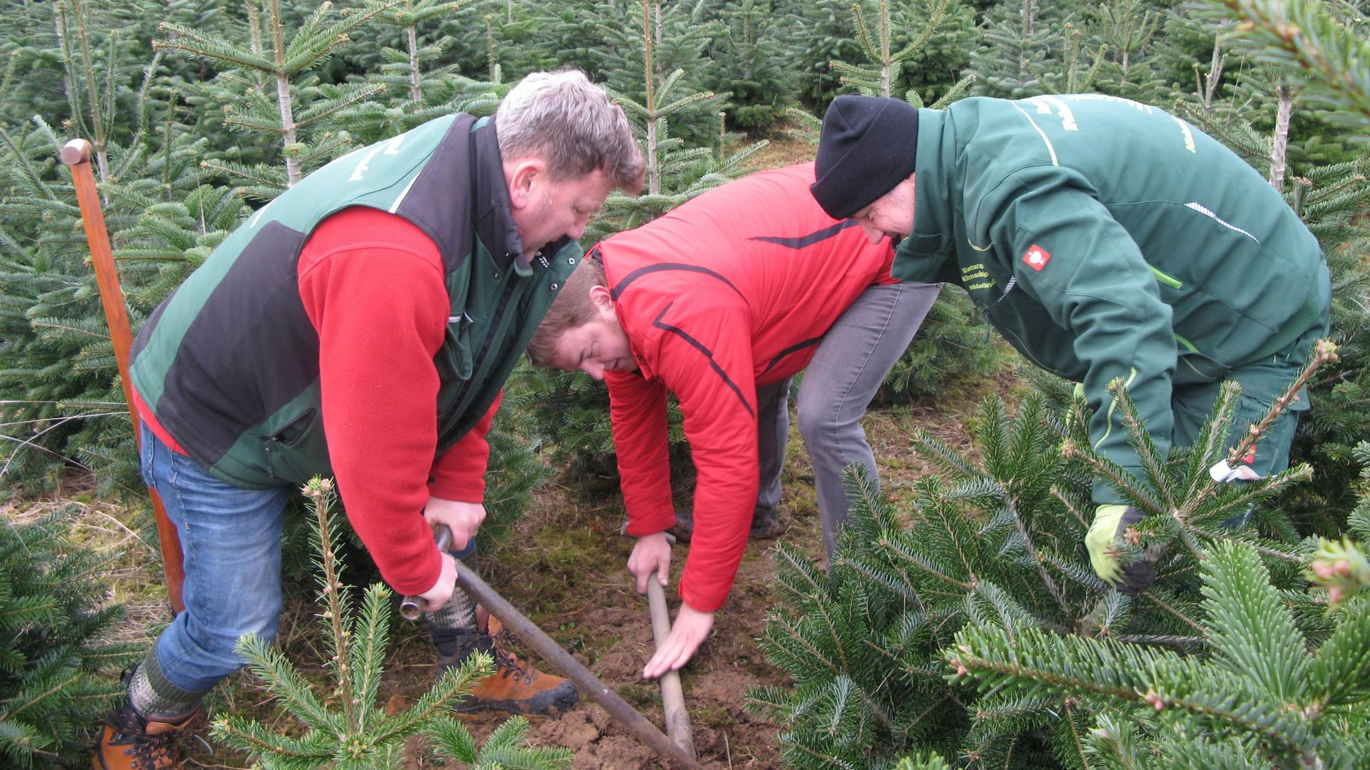 Drei Männer versuchen mit Spaten, einen kleinen Tannenbaum aus der Erde zu hebeln.