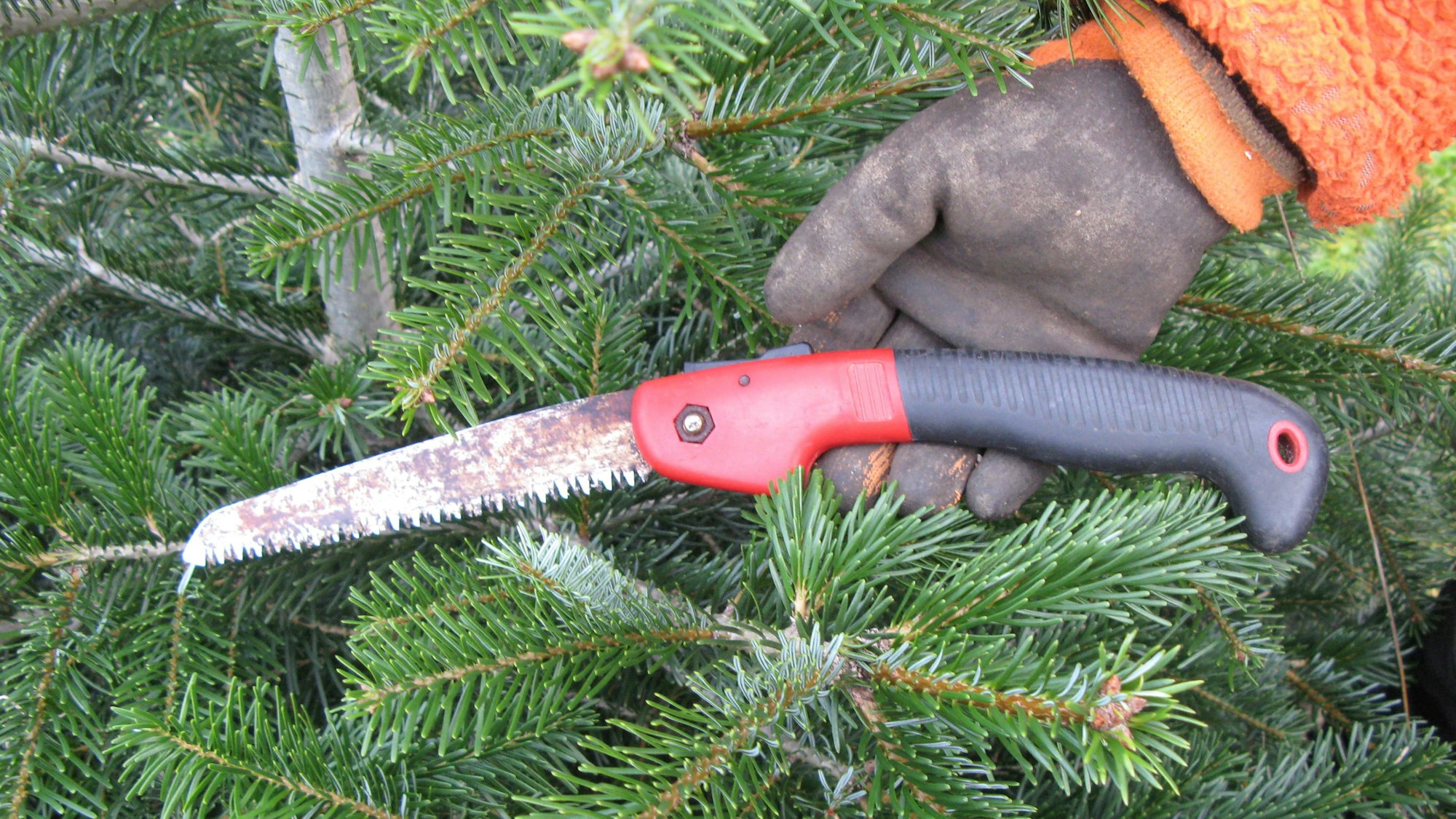 Das Bild zeigt eine Handsäge mit grob gezacktem Sägeblatt im Tannengrün.