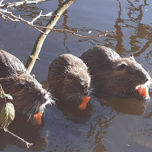Nutria am Siegburger Trerichsweiher fressen genüsslich Mohrrüben, die sie von Spaziergängern benommen haben.