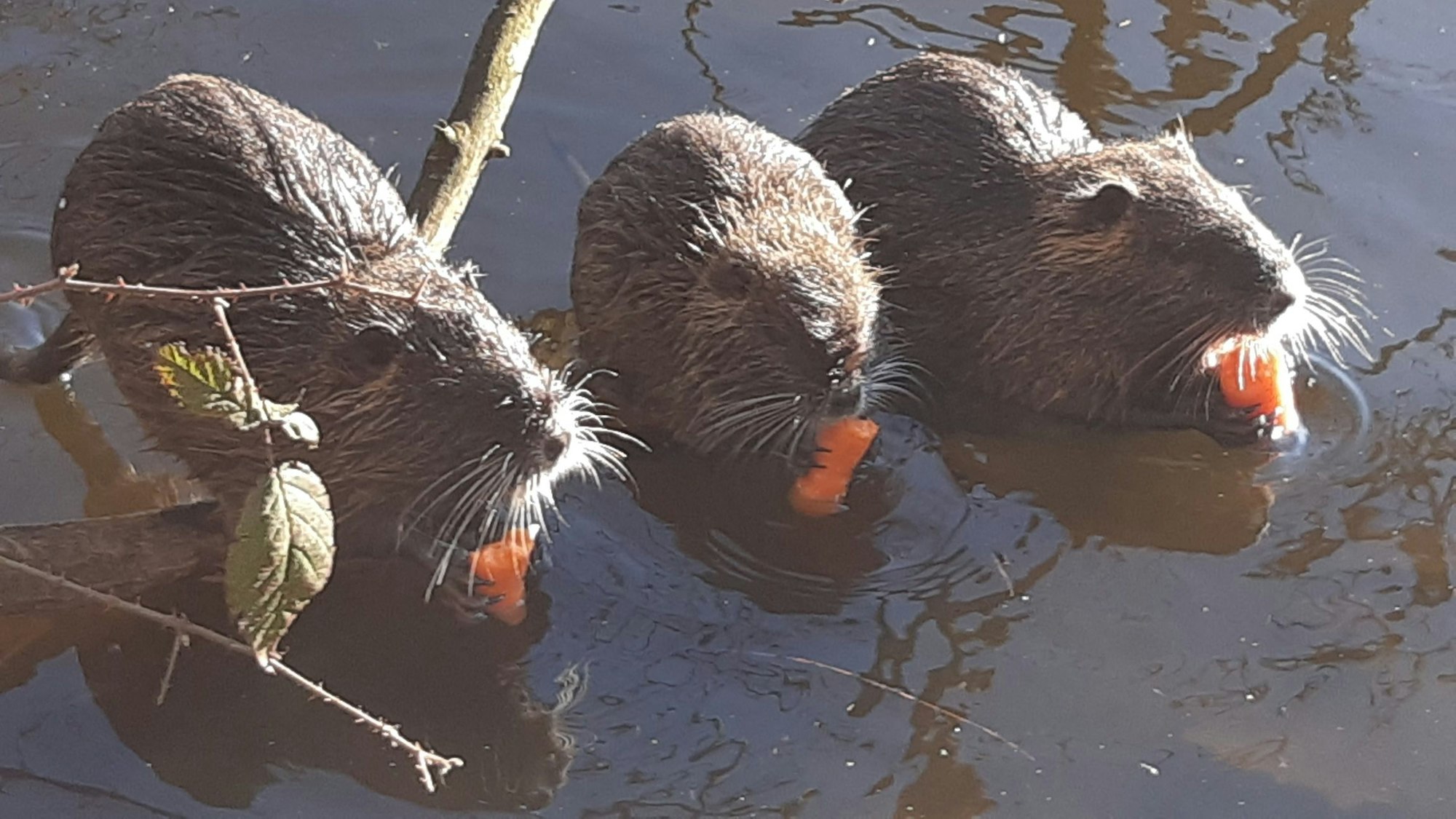 Nutria am Siegburger Trerichsweiher fressen genüsslich Mohrrüben, die sie von Spaziergängern benommen haben.