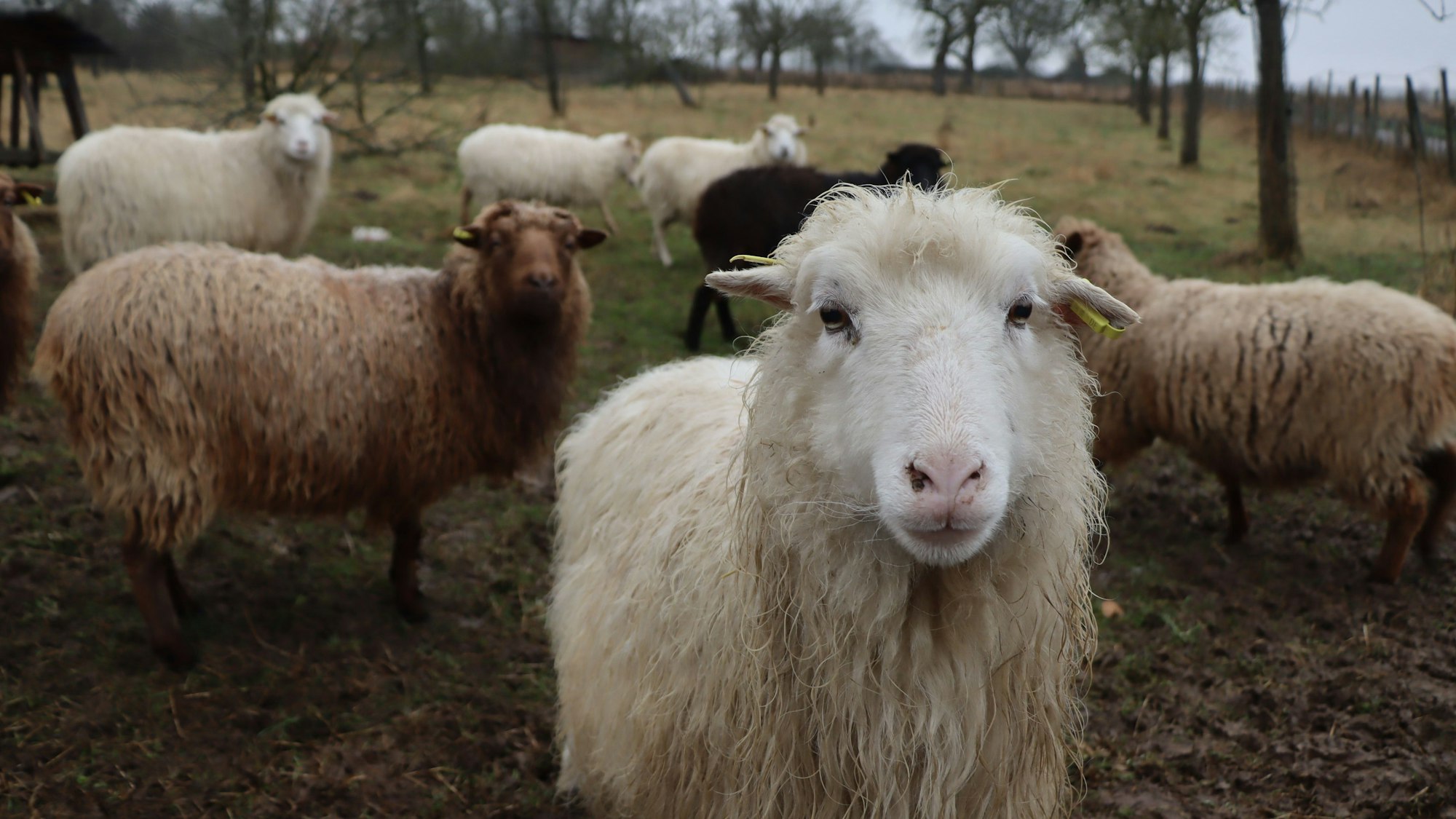 Schafe auf einer Wiese in Bornheim-Hemmerich.