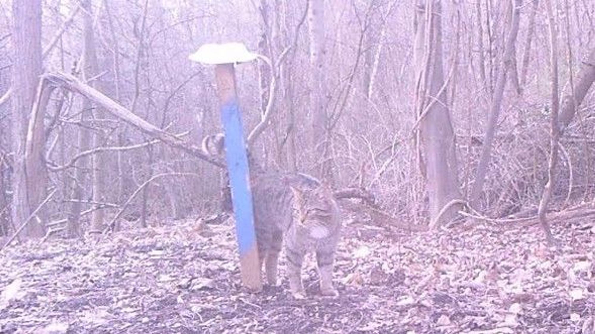 Zu sehen ist eine Wildkatze.