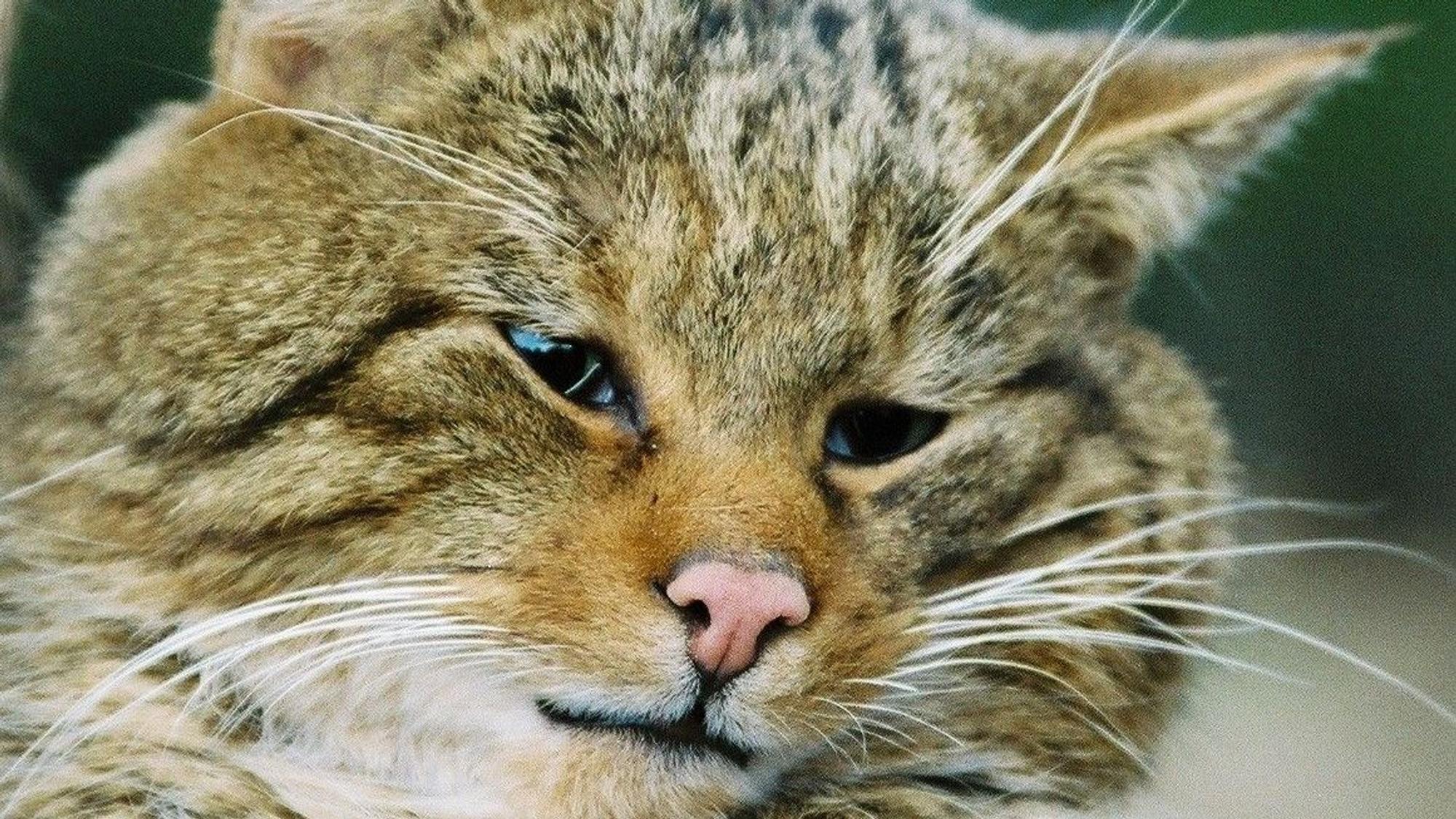 Zu sehen ist eine Wildkatze.