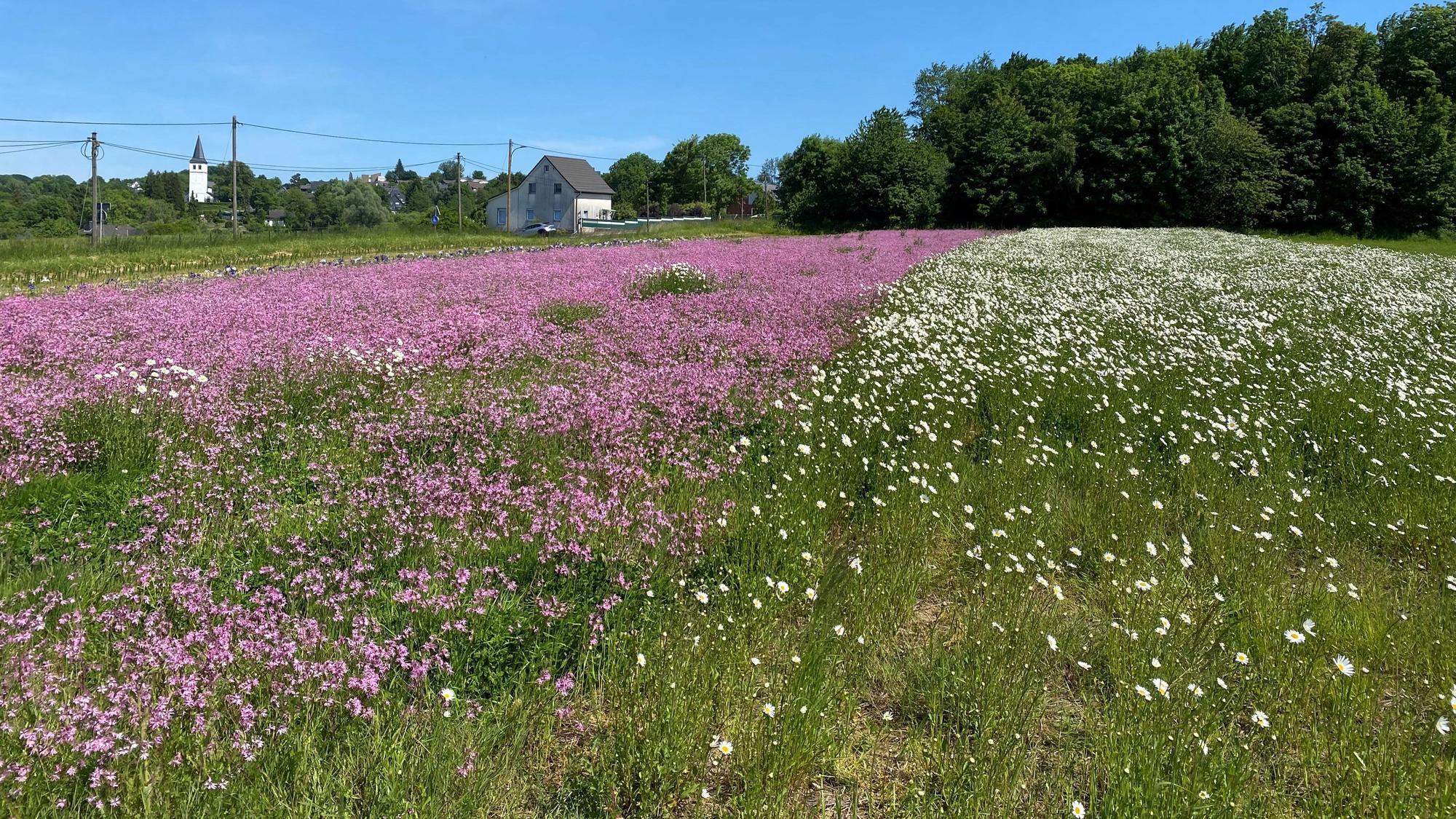 Rosafarbene und weiße Blumen blühen auf einer Wiese. Im Hintergrund ist die Kirche von Bergisch Gladbach-Herkenrath zu sehen.