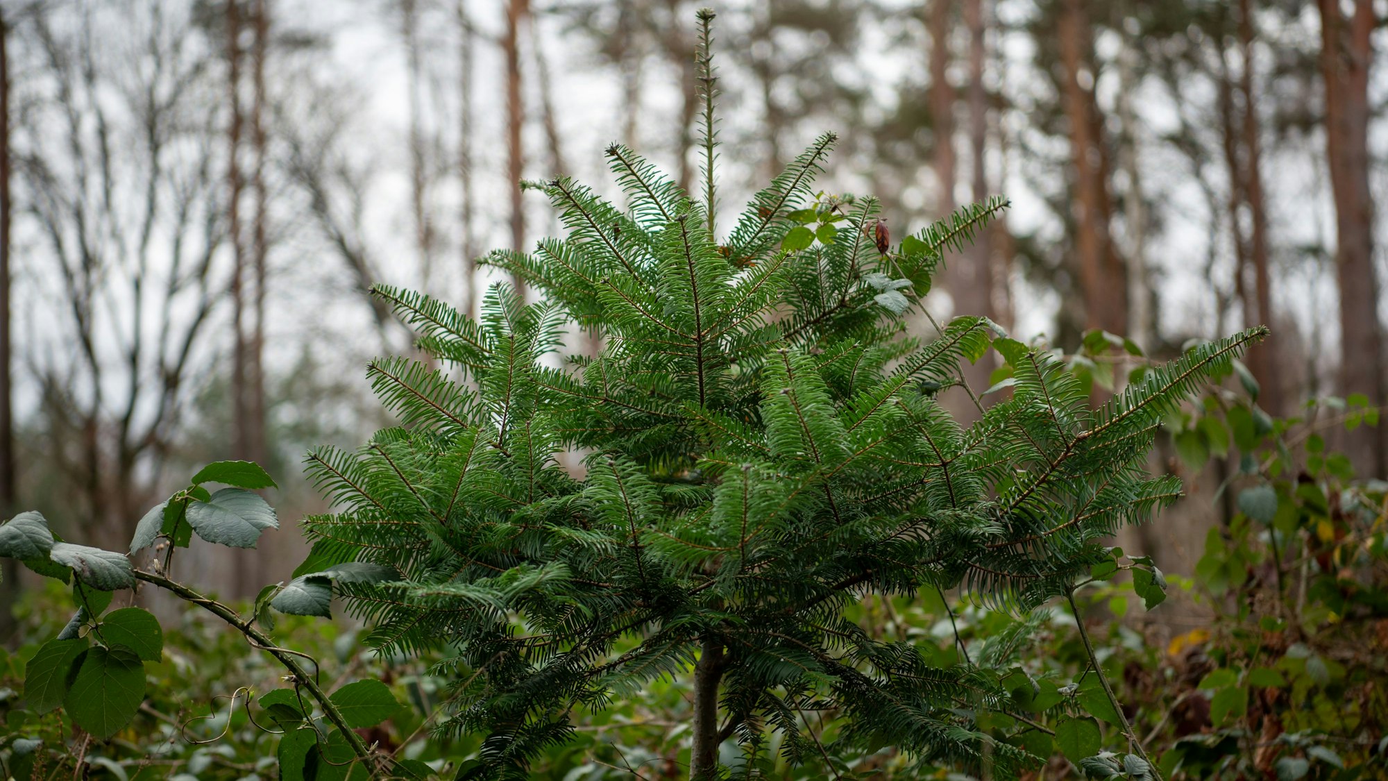 Das Bild zeigt einen Wald im Winter: Baumstämme, abgefallenes Laub und Nadelbäume sind zu sehen.