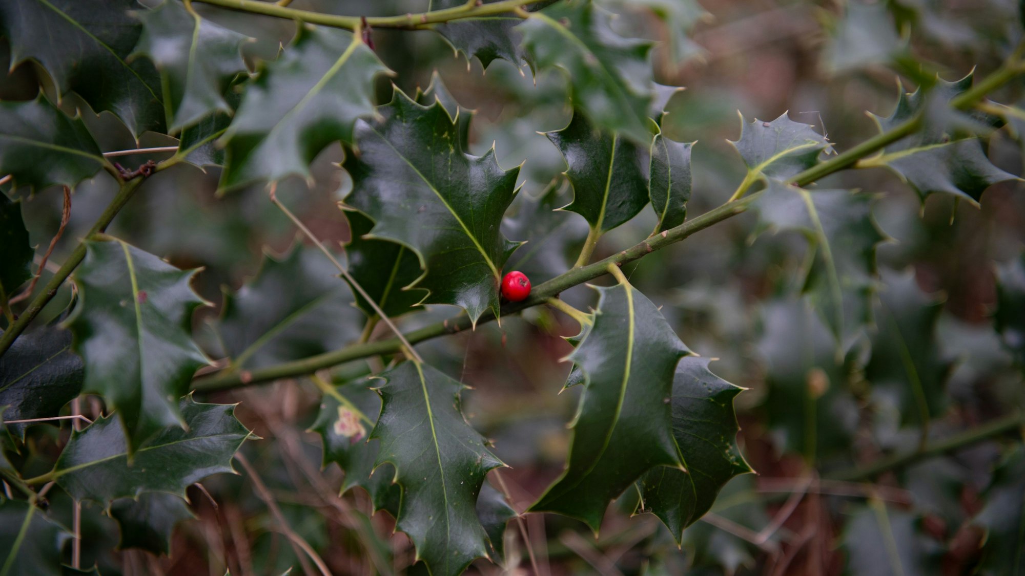 Das Bild zeigt einen Stechpalmen-Zweig.