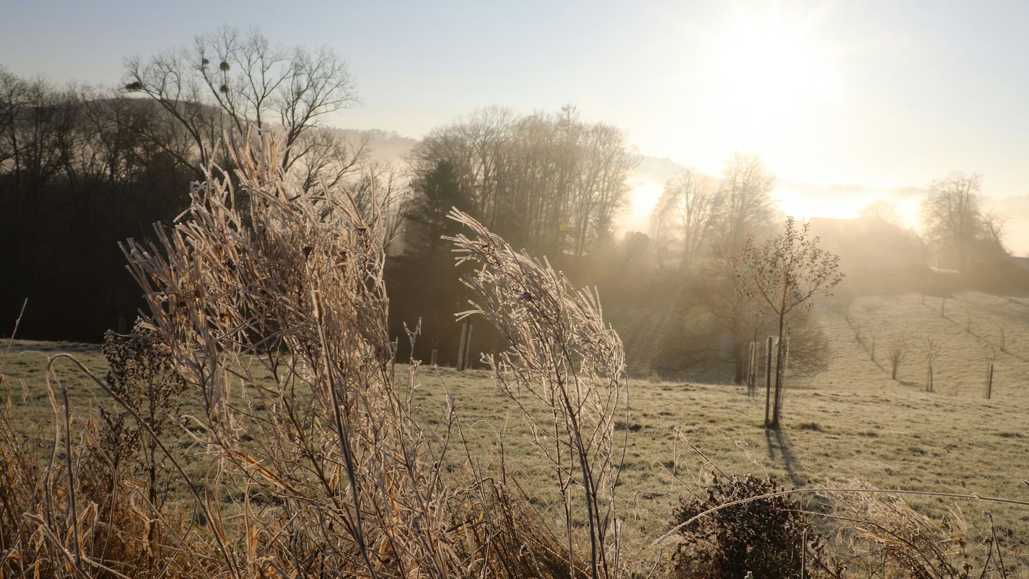 Raureif auf einer Wiese bei Bergisch Gladbach-Herkenrath