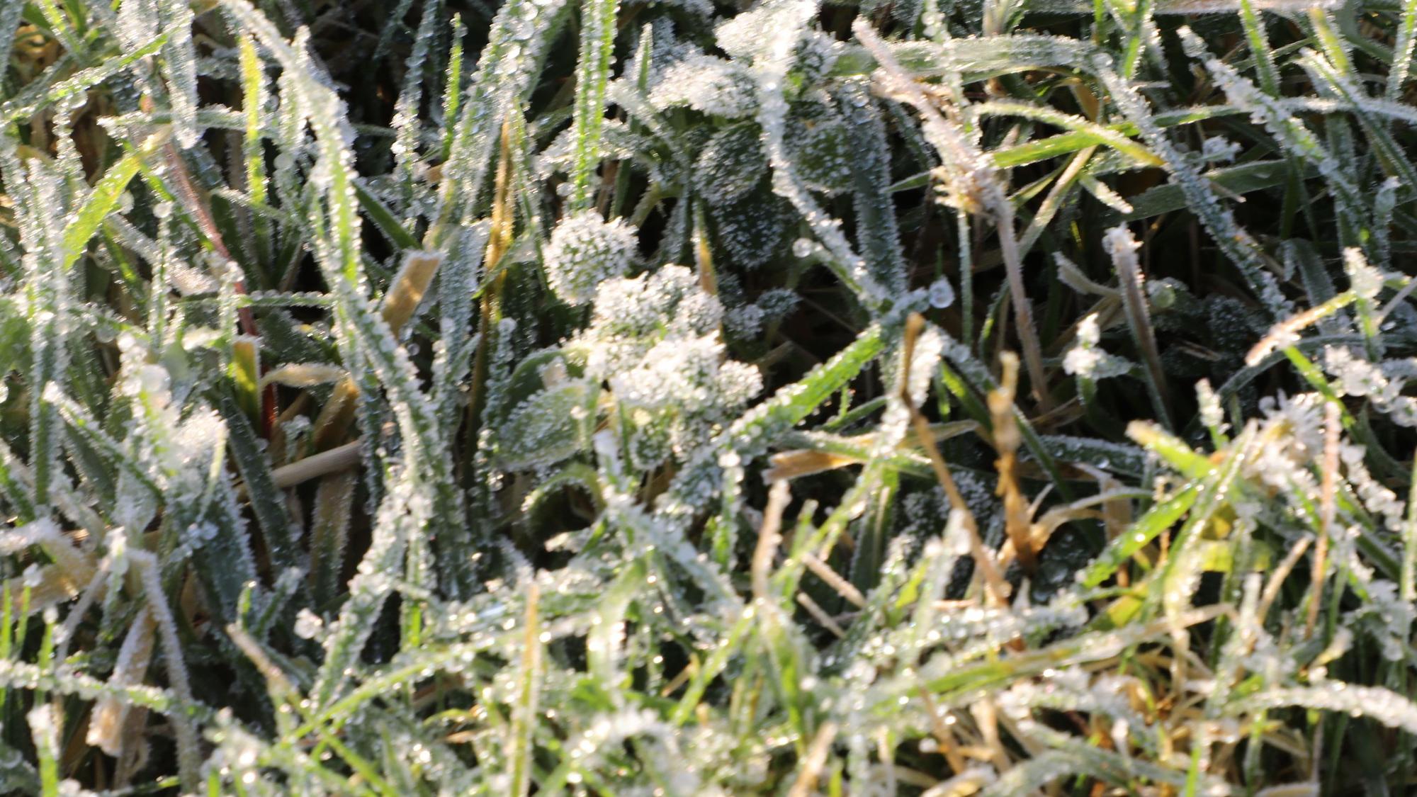 Gras glitzert mit Raureif in der Sonne.