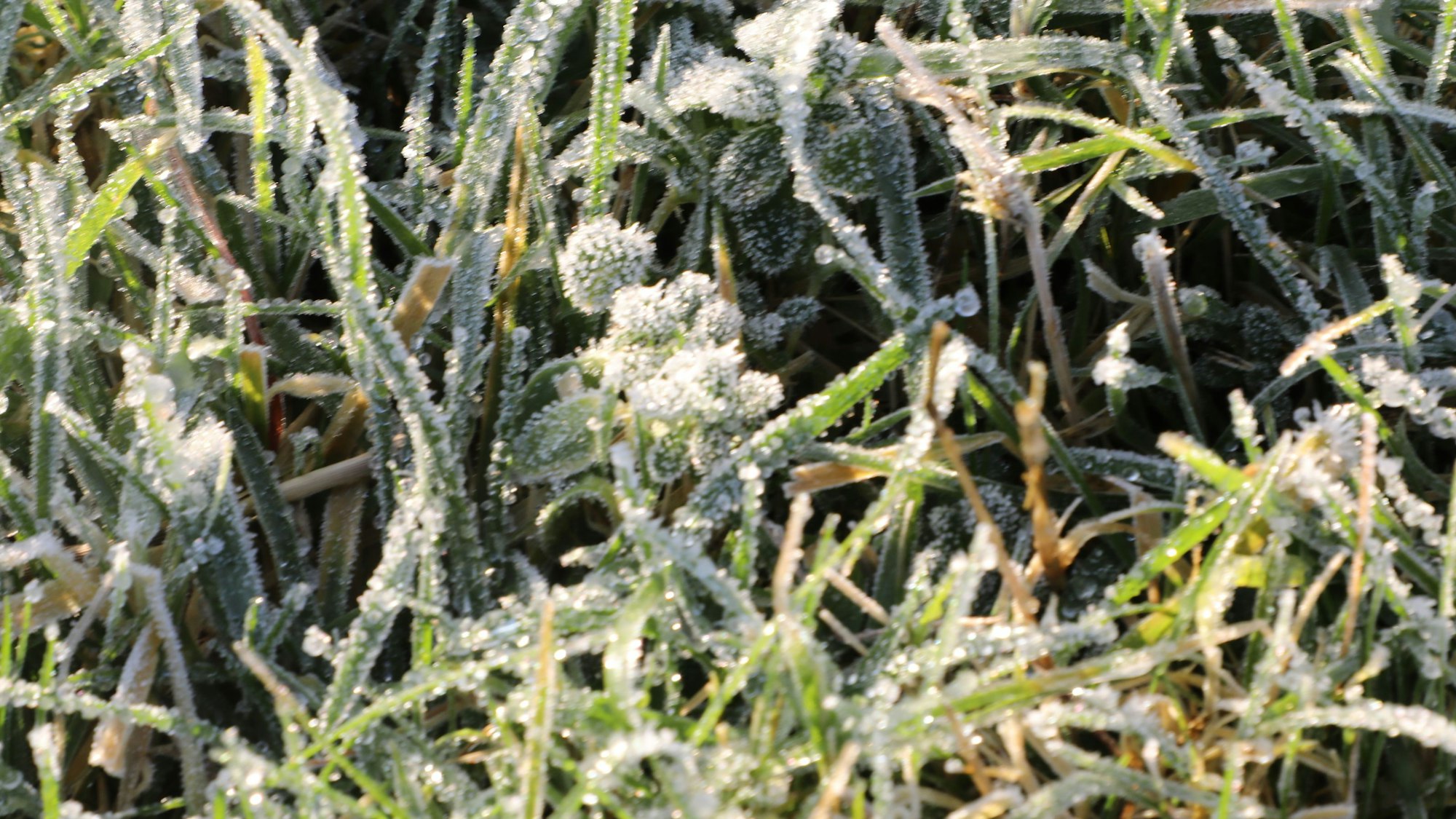 Gras glitzert mit Raureif in der Sonne.