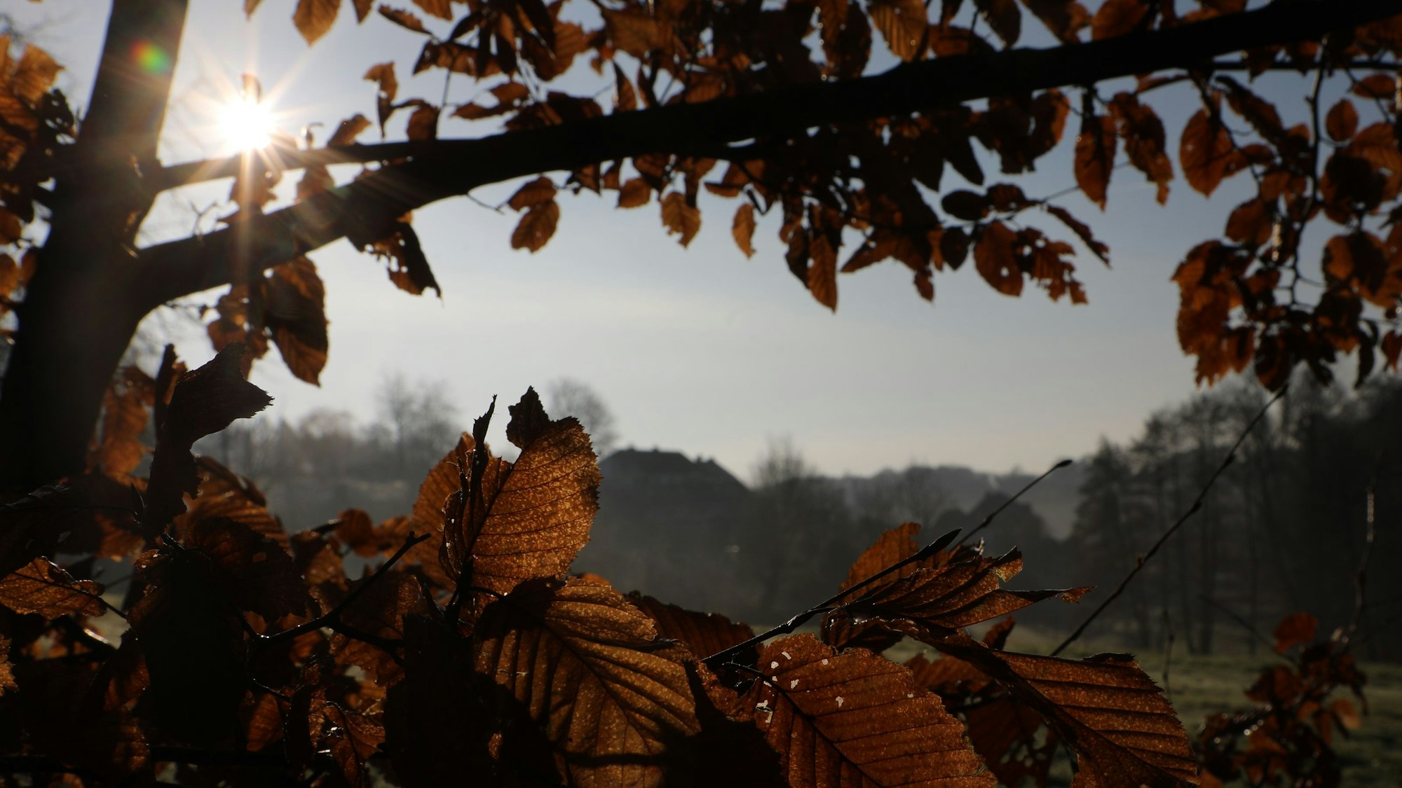 Die Sonne scheint durch nasses Laub an einem Baum am Weg hinunter von Bärbroich ins Volbachtal.
