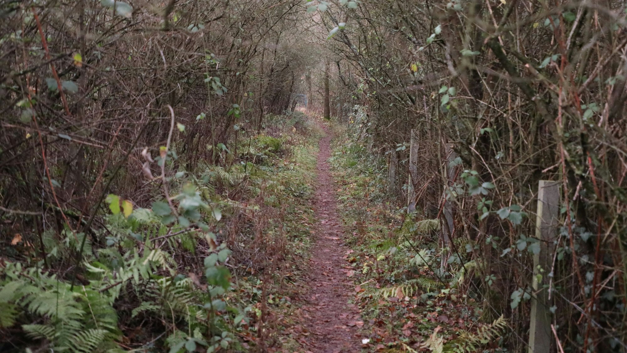 Ein schmaler Pfad führt zwischen und unter Sträuchern und Büschen hindurch.