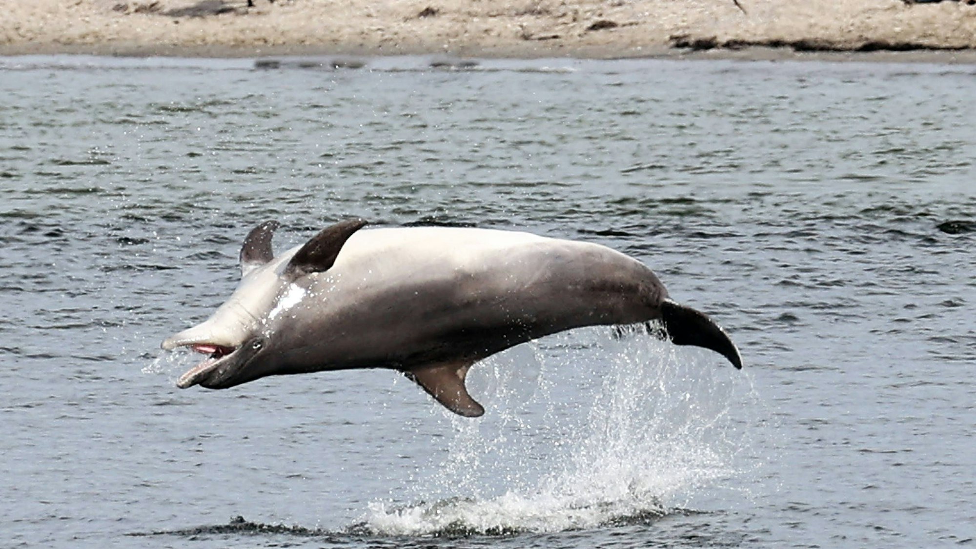 Delfin Delle begeistert die Menschen in Travemuende, im Hintergrund der Strand auf dem Priwall Travemuende *** Dolphin Delle inspires people in Travemuende, in the background the beach on the Priwall Travemuende