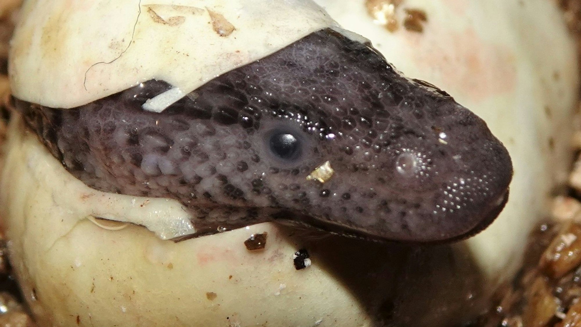 Ein seltener Zuchterfolg gelang dem Kölner Zoo mit den kleinen Taubwaranen.