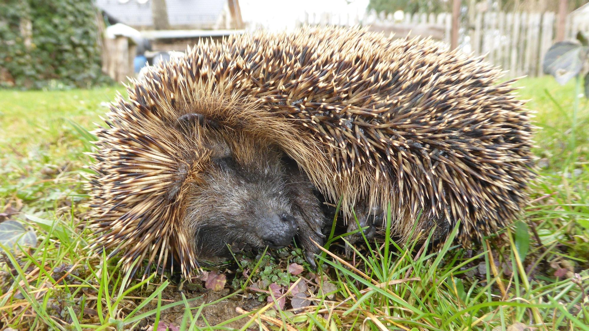 Das Foto zeigt einen Igel auf einer Wiese.