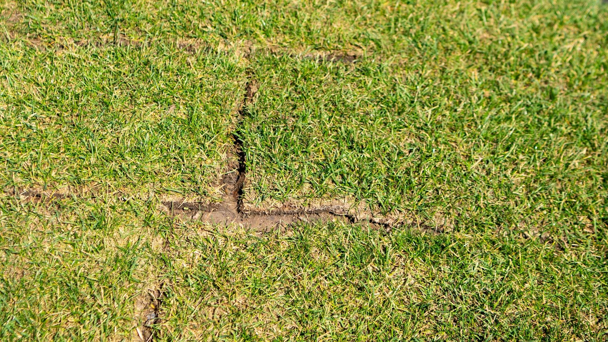 Das Bild zeigt deutlich, dass die unterschiedlichen Bahnen des Rollrasens nicht angewachsen sind.