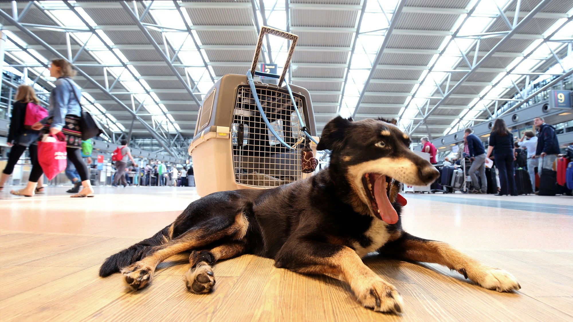 Viele Hundehalter verbringen alljährlich den Jahreswechsel am Flughafen Köln Bonn, weil ihre Tiere dort nicht unter der Böllerei leiden