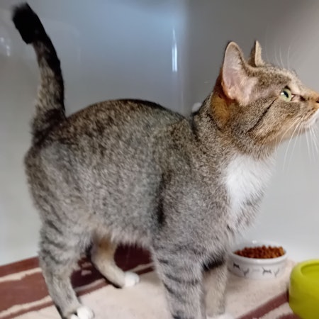 Eine Katze blickt nach oben.